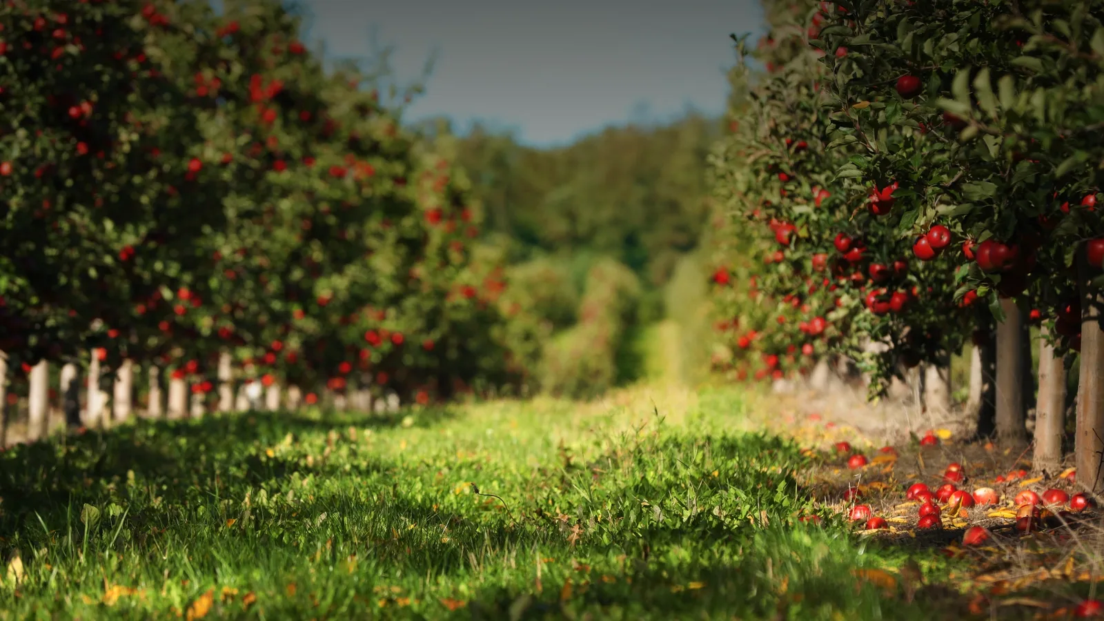 XBot Autonomous Orchard Robot